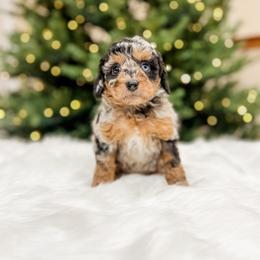 Aussiedoodle and Bernedoodle Puppies from Steindoodles