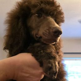 Girl 4 - Poodle puppy from Nailah's Beauties: Standard Poodles