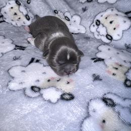 Shih Tzu Puppies from P&B Tzu Tribe