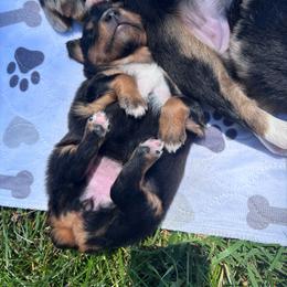 Girl 1 - Black tri female Miniature Australian Shepherd puppy in Prairie City, Oregon from Mini Aussies