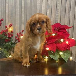 Cavalier King Charles Spaniel Puppies from Country Charm Cavaliers