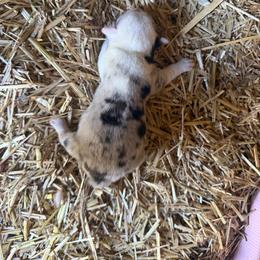 Boy 3 - Blue merle and white male American Corgi puppy in Sequatchie, Tennessee from Green Star Farm Corgis