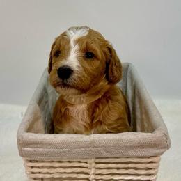 Mango - Red  female Goldendoodle puppy in Kenansville, North Carolina from J+A Family Doodles