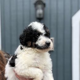 Carol - Parti female Goldendoodle puppy in Jacksonville, Florida from Dandelion Doodles
