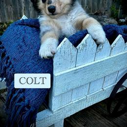 Collie Puppies from Lonestar Country Collies