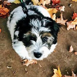 Aussiedoodle Puppies from Brambleberry Doodles