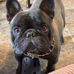 French Bulldog puppies from DF's Unlimited Ruff