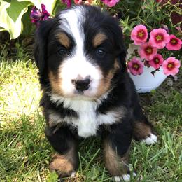 Eli - Black rust and white male Bernese Mountain Dog puppy in Pekin, Illinois from Knight Bernese