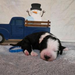 Cheers - Black and white male Sheepadoodle puppy in Weatherford, Texas from Oodles of poodles and doodles