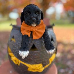 Boy 5 - Black and white male Cockapoo puppy in Lake Tansi, Tennessee from Davis cockapoos