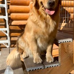 Aurora - Golden Retriever