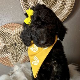 Aussiedoodle and Goldendoodle Puppies from Toledo Creek Doodles