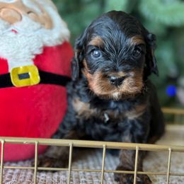 Steff - Tri-color female Cavapoo puppy in Yuciapa, California from AlltheDoodlez_