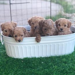 Goldendoodles and Maltipoos from Blue Ranch Puppies
