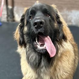 Leonberger puppies from Leonberger Puppies at Harris Acres