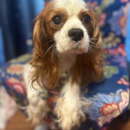 Miss Piggy - Blenheim female Cavalier King Charles Spaniel puppy in Broken Arrow, Oklahoma from Cavalier King Charles Heartland