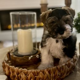 Boy 5 - Miniature Schnauzer puppy from Xaysha’s Miniature Schnauzers