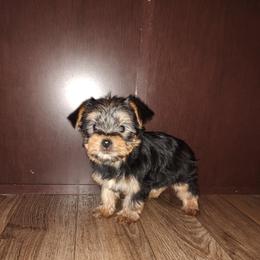 Yorkshire Terrier puppies from Puppy Kisses