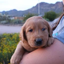 Lucky - Gold male Labradoodle puppy in Apache Junction, Arizona from Loving Doodle