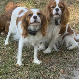 Audrey - Cavalier King Charles Spaniel