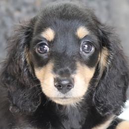 Slumber - Black and cream female Dachshund puppy in Azle, Texas from American Dachshunds