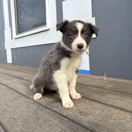 Enzo (yellow) - White and blue male Border Collie puppy in Lodi, California from R3 Sport Dogs (Rafter 3 Ranch)