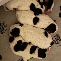 Russell Terrier puppies from Acorn Ridge JRT
