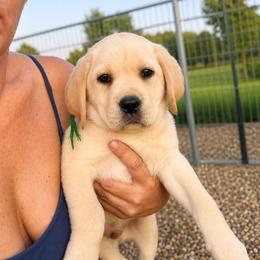 Luke (Green Collar) - Yellow male Dilute Retriever puppy in Baldwin City, Kansas from Hedge Lane Labradors