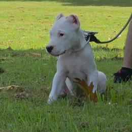 Boy 2 - White male Dogo Argentino puppy in Morgan Hill, Pennsylvania from De la Fuerza De Dios