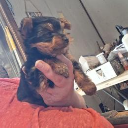Lucky Charms - Black and tan male Yorkshire Terrier puppy in Jacksonville, Arkansas from Royal Yorkie Terrier