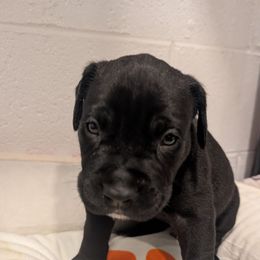 Light blue collar - Black male Cane Corso puppy in Va Beach, Virginia from Guardian Corso's