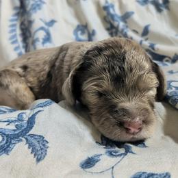 Ron - Merle male Sheepadoodle puppy in Austin, Texas from Darling Doodles
