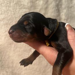Yellow - Black and rust female Doberman Pinscher puppy in Muskegon, Michigan from HillStone Dobermans