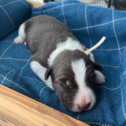 Denali - White and red male Bordoodle puppy in Valley Center, California from Circle R Valley Bordoodls