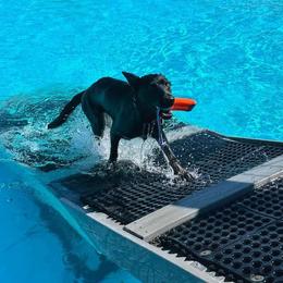 Belgian Malinois and German Shepherd Puppies from Légende Vivante Du Chief Kennel