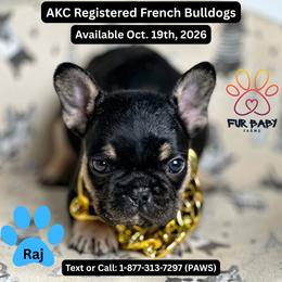 Raj - Black and tan male French Bulldog puppy in Michigan from Fur Baby Farms