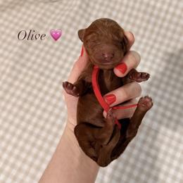 Olive - Red  female Goldendoodle puppy in La Porte, Texas from B+C Doodles