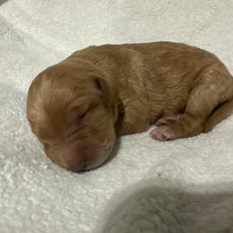 Roger - Apricot male Goldendoodle puppy in Wittenberg, Wisconsin from Cedar River Kennel