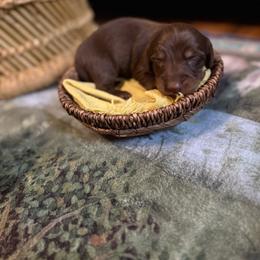 Brownie - Chocolate and tan male Dachshund puppy in Harold, Kentucky from Taylors Tiny Tails