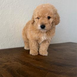 Boy 3 - Apricot male Goldendoodle puppy in Spring Hill, Florida from Ohana Doodles