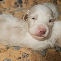 Cody - Cream male Dachshund puppy in Pocasset, Massachusetts from Dachs of the Bay