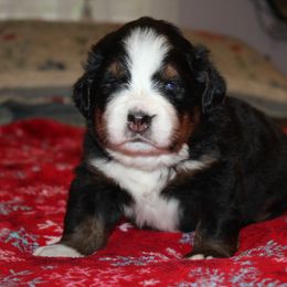 Bernese Mountain Dog Puppies from Baby Bear Bernese Kennel