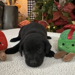 Brown - Black male Labrador Retriever puppy in Kinta, Oklahoma from Beaver Creek Kennels