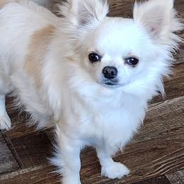 Raya - Chihuahua