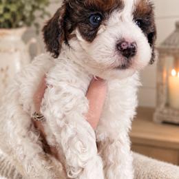 Scout - Brown and white male Aussiedoodle puppy in Byron, Georgia from Southern Olive Doodles 🫒