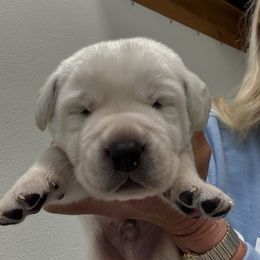 Prancer - Yellow male Labrador Retriever puppy in Turner, Maine from Bear Pond Retrievers