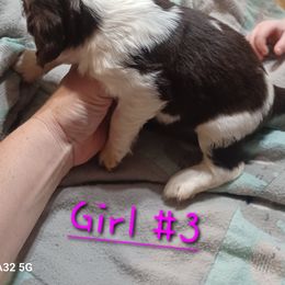 Girl 3 - English Springer Spaniel puppy in Inman, South Carolina from Janna and David springer