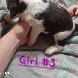 Girl 3 - English Springer Spaniel puppy in Inman, South Carolina from Janna and David springer