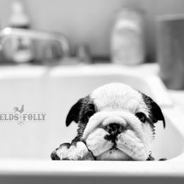 Bulldog Puppies from Fields’ Folly