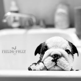 Bulldog Puppies from Fields’ Folly